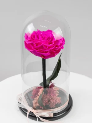 Trandafir Roz Criogenat XXL