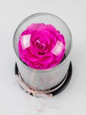 28. Cupola trandafir roz XXL