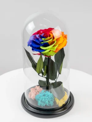 Trandafir Multicolor Criogenat XXL