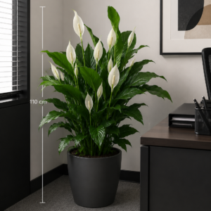 Meta Title SEO Spathiphyllum 110 cm | Crinul Păcii în Ghiveci | Plantă de Interior | Royal Flowers Constanța Meta Description Cumpără Spathiphyllum de 110 cm, o plantă de interior elegantă, cunoscută și ca Crinul Păcii. Ideală pentru casă sau birou, ușor de întreținut și apreciată pentru florile sale albe și frunzișul luxuriant. Livrare în Constanța prin Royal Flowers. H1 Spathiphyllum 110 cm – Crinul Păcii în Ghiveci O plantă elegantă care aduce prospețime și armonie în orice spațiu Spathiphyllum, cunoscut și sub numele de Crinul Păcii, este una dintre cele mai apreciate plante de interior datorită frunzelor sale verzi, lucioase și florilor albe elegante. Cu o înălțime impresionantă de aproximativ 110 cm, această plantă devine un punct de atracție în orice locuință, birou, recepție sau spațiu comercial. Pe lângă frumusețea sa naturală, Spathiphyllum este apreciat pentru faptul că este ușor de întreținut și contribuie la crearea unui mediu plăcut și relaxant. Aspectul său luxuriant îl face potrivit atât pentru decorurile moderne, cât și pentru cele clasice. Caracteristici Înălțime aproximativă: 110 cm (cu ghiveci) Plantă naturală de interior Frunze mari, verzi și lucioase Flori elegante de culoare albă Ghiveci inclus Potrivită pentru casă, birou și spații comerciale Plantă decorativă premium Îngrijire Spathiphyllum este o plantă rezistentă și ușor de întreținut. Lumină Preferă lumina indirectă sau semiumbra. Evită expunerea directă la razele puternice ale soarelui, care pot afecta frunzele. Udare Se udă moderat, atunci când stratul superior al solului începe să se usuce. Solul trebuie menținut ușor umed, fără exces de apă. Temperatură Temperatura ideală este între 18°C și 26°C. Planta trebuie ferită de curenții reci și de temperaturile scăzute. Umiditate Apreciază un nivel moderat spre ridicat de umiditate. Pulverizarea ocazională a frunzelor ajută la menținerea aspectului sănătos. Beneficiile Spathiphyllum ✔ Plantă decorativă cu aspect elegant ✔ Ușor de întreținut ✔ Înflorește de mai multe ori pe an în condiții optime ✔ Ideală pentru locuințe și birouri ✔ Creează o atmosferă calmă și relaxantă ✔ Potrivită pentru cadou O idee inspirată de cadou Spathiphyllum este o alegere excelentă pentru: Inaugurarea unei locuințe Cadou pentru birou Zi de naștere Onomastică Aniversare Cadou corporate Mulțumire sau apreciere Datorită simbolisticii sale, Crinul Păcii transmite mesaje de armonie, prosperitate și speranță. Royal Flowers Constanța La Royal Flowers Constanța, selectăm plante de interior sănătoase și viguroase, pregătite cu grijă pentru a ajunge în cele mai bune condiții la fiecare client. Pe lângă plante decorative, oferim buchete de flori, aranjamente florale, plante în ghiveci și cadouri premium pentru orice ocazie. Livrare în Constanța Comandă online de pe www.royalflowers.ro sau vizitează florăria noastră din Constanța. Oferim livrare rapidă în Constanța și împrejurimi, iar fiecare plantă este ambalată cu grijă pentru un transport în siguranță. URL recomandat https://www.royalflowers.ro/spathiphyllum-110-cm SEO Title alternativ Spathiphyllum 110 cm în Ghiveci | Crinul Păcii | Florărie Constanța Alt Text Imagine Spathiphyllum de 110 cm în ghiveci, cu frunze verzi lucioase și flori albe elegante, disponibil la Royal Flowers Constanța. Cuvinte cheie SEO spathiphyllum 110 cm, crinul păcii, spathiphyllum în ghiveci, plantă de interior, plante de apartament, plante verzi, plante decorative, plantă pentru birou, plantă pentru living, plante Constanța, florărie Constanța, plante în ghiveci Constanța, Royal Flowers Constanța, livrare plante Constanța, plante naturale, plante premium, cadou cu plante, plante decorative de interior.