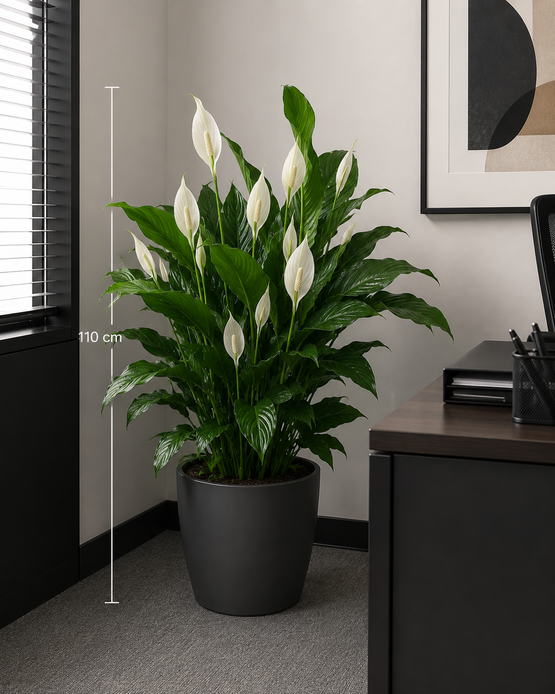 Meta Title SEO Spathiphyllum 110 cm | Crinul Păcii în Ghiveci | Plantă de Interior | Royal Flowers Constanța Meta Description Cumpără Spathiphyllum de 110 cm, o plantă de interior elegantă, cunoscută și ca Crinul Păcii. Ideală pentru casă sau birou, ușor de întreținut și apreciată pentru florile sale albe și frunzișul luxuriant. Livrare în Constanța prin Royal Flowers. H1 Spathiphyllum 110 cm – Crinul Păcii în Ghiveci O plantă elegantă care aduce prospețime și armonie în orice spațiu Spathiphyllum, cunoscut și sub numele de Crinul Păcii, este una dintre cele mai apreciate plante de interior datorită frunzelor sale verzi, lucioase și florilor albe elegante. Cu o înălțime impresionantă de aproximativ 110 cm, această plantă devine un punct de atracție în orice locuință, birou, recepție sau spațiu comercial. Pe lângă frumusețea sa naturală, Spathiphyllum este apreciat pentru faptul că este ușor de întreținut și contribuie la crearea unui mediu plăcut și relaxant. Aspectul său luxuriant îl face potrivit atât pentru decorurile moderne, cât și pentru cele clasice. Caracteristici Înălțime aproximativă: 110 cm (cu ghiveci) Plantă naturală de interior Frunze mari, verzi și lucioase Flori elegante de culoare albă Ghiveci inclus Potrivită pentru casă, birou și spații comerciale Plantă decorativă premium Îngrijire Spathiphyllum este o plantă rezistentă și ușor de întreținut. Lumină Preferă lumina indirectă sau semiumbra. Evită expunerea directă la razele puternice ale soarelui, care pot afecta frunzele. Udare Se udă moderat, atunci când stratul superior al solului începe să se usuce. Solul trebuie menținut ușor umed, fără exces de apă. Temperatură Temperatura ideală este între 18°C și 26°C. Planta trebuie ferită de curenții reci și de temperaturile scăzute. Umiditate Apreciază un nivel moderat spre ridicat de umiditate. Pulverizarea ocazională a frunzelor ajută la menținerea aspectului sănătos. Beneficiile Spathiphyllum ✔ Plantă decorativă cu aspect elegant ✔ Ușor de întreținut ✔ Înflorește de mai multe ori pe an în condiții optime ✔ Ideală pentru locuințe și birouri ✔ Creează o atmosferă calmă și relaxantă ✔ Potrivită pentru cadou O idee inspirată de cadou Spathiphyllum este o alegere excelentă pentru: Inaugurarea unei locuințe Cadou pentru birou Zi de naștere Onomastică Aniversare Cadou corporate Mulțumire sau apreciere Datorită simbolisticii sale, Crinul Păcii transmite mesaje de armonie, prosperitate și speranță. Royal Flowers Constanța La Royal Flowers Constanța, selectăm plante de interior sănătoase și viguroase, pregătite cu grijă pentru a ajunge în cele mai bune condiții la fiecare client. Pe lângă plante decorative, oferim buchete de flori, aranjamente florale, plante în ghiveci și cadouri premium pentru orice ocazie. Livrare în Constanța Comandă online de pe www.royalflowers.ro sau vizitează florăria noastră din Constanța. Oferim livrare rapidă în Constanța și împrejurimi, iar fiecare plantă este ambalată cu grijă pentru un transport în siguranță. URL recomandat https://www.royalflowers.ro/spathiphyllum-110-cm SEO Title alternativ Spathiphyllum 110 cm în Ghiveci | Crinul Păcii | Florărie Constanța Alt Text Imagine Spathiphyllum de 110 cm în ghiveci, cu frunze verzi lucioase și flori albe elegante, disponibil la Royal Flowers Constanța. Cuvinte cheie SEO spathiphyllum 110 cm, crinul păcii, spathiphyllum în ghiveci, plantă de interior, plante de apartament, plante verzi, plante decorative, plantă pentru birou, plantă pentru living, plante Constanța, florărie Constanța, plante în ghiveci Constanța, Royal Flowers Constanța, livrare plante Constanța, plante naturale, plante premium, cadou cu plante, plante decorative de interior.