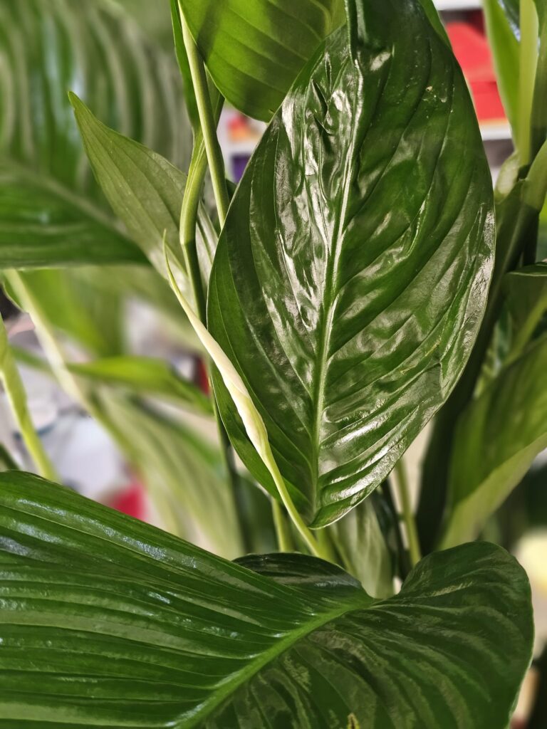 Meta Title SEO Spathiphyllum 110 cm | Crinul Păcii în Ghiveci | Plantă de Interior | Royal Flowers Constanța Meta Description Cumpără Spathiphyllum de 110 cm, o plantă de interior elegantă, cunoscută și ca Crinul Păcii. Ideală pentru casă sau birou, ușor de întreținut și apreciată pentru florile sale albe și frunzișul luxuriant. Livrare în Constanța prin Royal Flowers. H1 Spathiphyllum 110 cm – Crinul Păcii în Ghiveci O plantă elegantă care aduce prospețime și armonie în orice spațiu Spathiphyllum, cunoscut și sub numele de Crinul Păcii, este una dintre cele mai apreciate plante de interior datorită frunzelor sale verzi, lucioase și florilor albe elegante. Cu o înălțime impresionantă de aproximativ 110 cm, această plantă devine un punct de atracție în orice locuință, birou, recepție sau spațiu comercial. Pe lângă frumusețea sa naturală, Spathiphyllum este apreciat pentru faptul că este ușor de întreținut și contribuie la crearea unui mediu plăcut și relaxant. Aspectul său luxuriant îl face potrivit atât pentru decorurile moderne, cât și pentru cele clasice. Caracteristici Înălțime aproximativă: 110 cm (cu ghiveci) Plantă naturală de interior Frunze mari, verzi și lucioase Flori elegante de culoare albă Ghiveci inclus Potrivită pentru casă, birou și spații comerciale Plantă decorativă premium Îngrijire Spathiphyllum este o plantă rezistentă și ușor de întreținut. Lumină Preferă lumina indirectă sau semiumbra. Evită expunerea directă la razele puternice ale soarelui, care pot afecta frunzele. Udare Se udă moderat, atunci când stratul superior al solului începe să se usuce. Solul trebuie menținut ușor umed, fără exces de apă. Temperatură Temperatura ideală este între 18°C și 26°C. Planta trebuie ferită de curenții reci și de temperaturile scăzute. Umiditate Apreciază un nivel moderat spre ridicat de umiditate. Pulverizarea ocazională a frunzelor ajută la menținerea aspectului sănătos. Beneficiile Spathiphyllum ✔ Plantă decorativă cu aspect elegant ✔ Ușor de întreținut ✔ Înflorește de mai multe ori pe an în condiții optime ✔ Ideală pentru locuințe și birouri ✔ Creează o atmosferă calmă și relaxantă ✔ Potrivită pentru cadou O idee inspirată de cadou Spathiphyllum este o alegere excelentă pentru: Inaugurarea unei locuințe Cadou pentru birou Zi de naștere Onomastică Aniversare Cadou corporate Mulțumire sau apreciere Datorită simbolisticii sale, Crinul Păcii transmite mesaje de armonie, prosperitate și speranță. Royal Flowers Constanța La Royal Flowers Constanța, selectăm plante de interior sănătoase și viguroase, pregătite cu grijă pentru a ajunge în cele mai bune condiții la fiecare client. Pe lângă plante decorative, oferim buchete de flori, aranjamente florale, plante în ghiveci și cadouri premium pentru orice ocazie. Livrare în Constanța Comandă online de pe www.royalflowers.ro sau vizitează florăria noastră din Constanța. Oferim livrare rapidă în Constanța și împrejurimi, iar fiecare plantă este ambalată cu grijă pentru un transport în siguranță. URL recomandat https://www.royalflowers.ro/spathiphyllum-110-cm SEO Title alternativ Spathiphyllum 110 cm în Ghiveci | Crinul Păcii | Florărie Constanța Alt Text Imagine Spathiphyllum de 110 cm în ghiveci, cu frunze verzi lucioase și flori albe elegante, disponibil la Royal Flowers Constanța. Cuvinte cheie SEO spathiphyllum 110 cm, crinul păcii, spathiphyllum în ghiveci, plantă de interior, plante de apartament, plante verzi, plante decorative, plantă pentru birou, plantă pentru living, plante Constanța, florărie Constanța, plante în ghiveci Constanța, Royal Flowers Constanța, livrare plante Constanța, plante naturale, plante premium, cadou cu plante, plante decorative de interior.