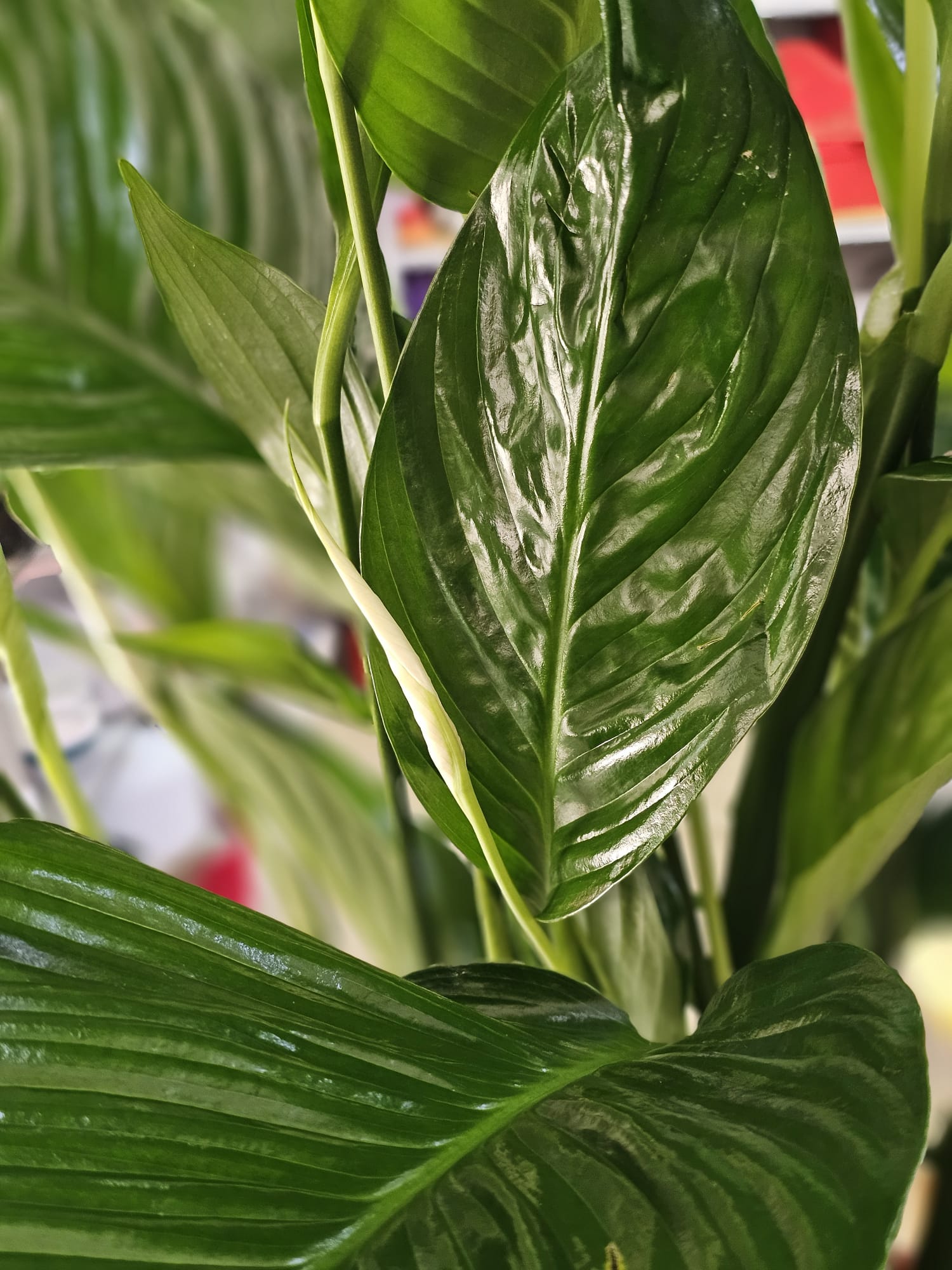 Meta Title SEO Spathiphyllum 110 cm | Crinul Păcii în Ghiveci | Plantă de Interior | Royal Flowers Constanța Meta Description Cumpără Spathiphyllum de 110 cm, o plantă de interior elegantă, cunoscută și ca Crinul Păcii. Ideală pentru casă sau birou, ușor de întreținut și apreciată pentru florile sale albe și frunzișul luxuriant. Livrare în Constanța prin Royal Flowers. H1 Spathiphyllum 110 cm – Crinul Păcii în Ghiveci O plantă elegantă care aduce prospețime și armonie în orice spațiu Spathiphyllum, cunoscut și sub numele de Crinul Păcii, este una dintre cele mai apreciate plante de interior datorită frunzelor sale verzi, lucioase și florilor albe elegante. Cu o înălțime impresionantă de aproximativ 110 cm, această plantă devine un punct de atracție în orice locuință, birou, recepție sau spațiu comercial. Pe lângă frumusețea sa naturală, Spathiphyllum este apreciat pentru faptul că este ușor de întreținut și contribuie la crearea unui mediu plăcut și relaxant. Aspectul său luxuriant îl face potrivit atât pentru decorurile moderne, cât și pentru cele clasice. Caracteristici Înălțime aproximativă: 110 cm (cu ghiveci) Plantă naturală de interior Frunze mari, verzi și lucioase Flori elegante de culoare albă Ghiveci inclus Potrivită pentru casă, birou și spații comerciale Plantă decorativă premium Îngrijire Spathiphyllum este o plantă rezistentă și ușor de întreținut. Lumină Preferă lumina indirectă sau semiumbra. Evită expunerea directă la razele puternice ale soarelui, care pot afecta frunzele. Udare Se udă moderat, atunci când stratul superior al solului începe să se usuce. Solul trebuie menținut ușor umed, fără exces de apă. Temperatură Temperatura ideală este între 18°C și 26°C. Planta trebuie ferită de curenții reci și de temperaturile scăzute. Umiditate Apreciază un nivel moderat spre ridicat de umiditate. Pulverizarea ocazională a frunzelor ajută la menținerea aspectului sănătos. Beneficiile Spathiphyllum ✔ Plantă decorativă cu aspect elegant ✔ Ușor de întreținut ✔ Înflorește de mai multe ori pe an în condiții optime ✔ Ideală pentru locuințe și birouri ✔ Creează o atmosferă calmă și relaxantă ✔ Potrivită pentru cadou O idee inspirată de cadou Spathiphyllum este o alegere excelentă pentru: Inaugurarea unei locuințe Cadou pentru birou Zi de naștere Onomastică Aniversare Cadou corporate Mulțumire sau apreciere Datorită simbolisticii sale, Crinul Păcii transmite mesaje de armonie, prosperitate și speranță. Royal Flowers Constanța La Royal Flowers Constanța, selectăm plante de interior sănătoase și viguroase, pregătite cu grijă pentru a ajunge în cele mai bune condiții la fiecare client. Pe lângă plante decorative, oferim buchete de flori, aranjamente florale, plante în ghiveci și cadouri premium pentru orice ocazie. Livrare în Constanța Comandă online de pe www.royalflowers.ro sau vizitează florăria noastră din Constanța. Oferim livrare rapidă în Constanța și împrejurimi, iar fiecare plantă este ambalată cu grijă pentru un transport în siguranță. URL recomandat https://www.royalflowers.ro/spathiphyllum-110-cm SEO Title alternativ Spathiphyllum 110 cm în Ghiveci | Crinul Păcii | Florărie Constanța Alt Text Imagine Spathiphyllum de 110 cm în ghiveci, cu frunze verzi lucioase și flori albe elegante, disponibil la Royal Flowers Constanța. Cuvinte cheie SEO spathiphyllum 110 cm, crinul păcii, spathiphyllum în ghiveci, plantă de interior, plante de apartament, plante verzi, plante decorative, plantă pentru birou, plantă pentru living, plante Constanța, florărie Constanța, plante în ghiveci Constanța, Royal Flowers Constanța, livrare plante Constanța, plante naturale, plante premium, cadou cu plante, plante decorative de interior.