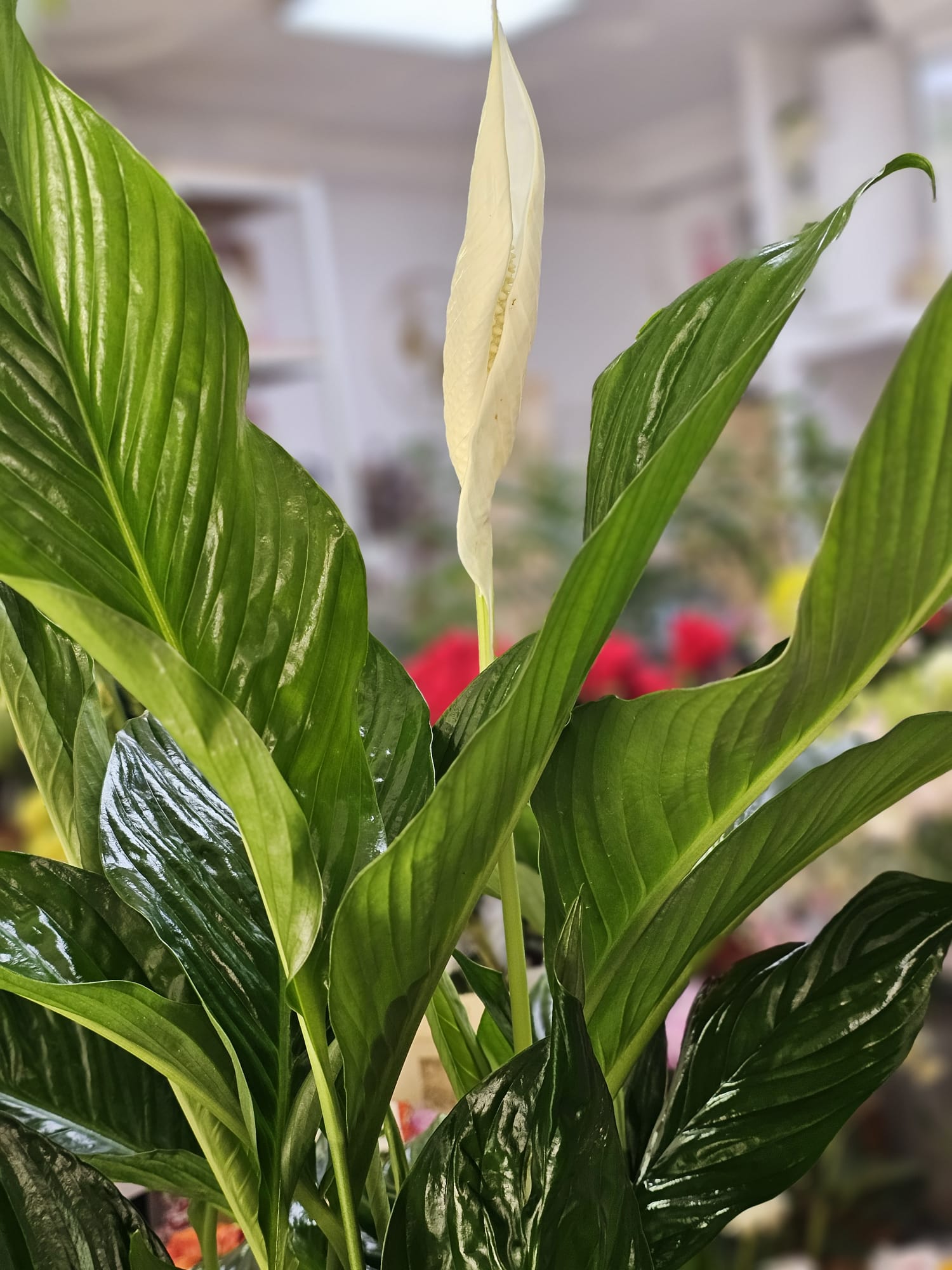 Meta Title SEO Spathiphyllum 110 cm | Crinul Păcii în Ghiveci | Plantă de Interior | Royal Flowers Constanța Meta Description Cumpără Spathiphyllum de 110 cm, o plantă de interior elegantă, cunoscută și ca Crinul Păcii. Ideală pentru casă sau birou, ușor de întreținut și apreciată pentru florile sale albe și frunzișul luxuriant. Livrare în Constanța prin Royal Flowers. H1 Spathiphyllum 110 cm – Crinul Păcii în Ghiveci O plantă elegantă care aduce prospețime și armonie în orice spațiu Spathiphyllum, cunoscut și sub numele de Crinul Păcii, este una dintre cele mai apreciate plante de interior datorită frunzelor sale verzi, lucioase și florilor albe elegante. Cu o înălțime impresionantă de aproximativ 110 cm, această plantă devine un punct de atracție în orice locuință, birou, recepție sau spațiu comercial. Pe lângă frumusețea sa naturală, Spathiphyllum este apreciat pentru faptul că este ușor de întreținut și contribuie la crearea unui mediu plăcut și relaxant. Aspectul său luxuriant îl face potrivit atât pentru decorurile moderne, cât și pentru cele clasice. Caracteristici Înălțime aproximativă: 110 cm (cu ghiveci) Plantă naturală de interior Frunze mari, verzi și lucioase Flori elegante de culoare albă Ghiveci inclus Potrivită pentru casă, birou și spații comerciale Plantă decorativă premium Îngrijire Spathiphyllum este o plantă rezistentă și ușor de întreținut. Lumină Preferă lumina indirectă sau semiumbra. Evită expunerea directă la razele puternice ale soarelui, care pot afecta frunzele. Udare Se udă moderat, atunci când stratul superior al solului începe să se usuce. Solul trebuie menținut ușor umed, fără exces de apă. Temperatură Temperatura ideală este între 18°C și 26°C. Planta trebuie ferită de curenții reci și de temperaturile scăzute. Umiditate Apreciază un nivel moderat spre ridicat de umiditate. Pulverizarea ocazională a frunzelor ajută la menținerea aspectului sănătos. Beneficiile Spathiphyllum ✔ Plantă decorativă cu aspect elegant ✔ Ușor de întreținut ✔ Înflorește de mai multe ori pe an în condiții optime ✔ Ideală pentru locuințe și birouri ✔ Creează o atmosferă calmă și relaxantă ✔ Potrivită pentru cadou O idee inspirată de cadou Spathiphyllum este o alegere excelentă pentru: Inaugurarea unei locuințe Cadou pentru birou Zi de naștere Onomastică Aniversare Cadou corporate Mulțumire sau apreciere Datorită simbolisticii sale, Crinul Păcii transmite mesaje de armonie, prosperitate și speranță. Royal Flowers Constanța La Royal Flowers Constanța, selectăm plante de interior sănătoase și viguroase, pregătite cu grijă pentru a ajunge în cele mai bune condiții la fiecare client. Pe lângă plante decorative, oferim buchete de flori, aranjamente florale, plante în ghiveci și cadouri premium pentru orice ocazie. Livrare în Constanța Comandă online de pe www.royalflowers.ro sau vizitează florăria noastră din Constanța. Oferim livrare rapidă în Constanța și împrejurimi, iar fiecare plantă este ambalată cu grijă pentru un transport în siguranță. URL recomandat https://www.royalflowers.ro/spathiphyllum-110-cm SEO Title alternativ Spathiphyllum 110 cm în Ghiveci | Crinul Păcii | Florărie Constanța Alt Text Imagine Spathiphyllum de 110 cm în ghiveci, cu frunze verzi lucioase și flori albe elegante, disponibil la Royal Flowers Constanța. Cuvinte cheie SEO spathiphyllum 110 cm, crinul păcii, spathiphyllum în ghiveci, plantă de interior, plante de apartament, plante verzi, plante decorative, plantă pentru birou, plantă pentru living, plante Constanța, florărie Constanța, plante în ghiveci Constanța, Royal Flowers Constanța, livrare plante Constanța, plante naturale, plante premium, cadou cu plante, plante decorative de interior.