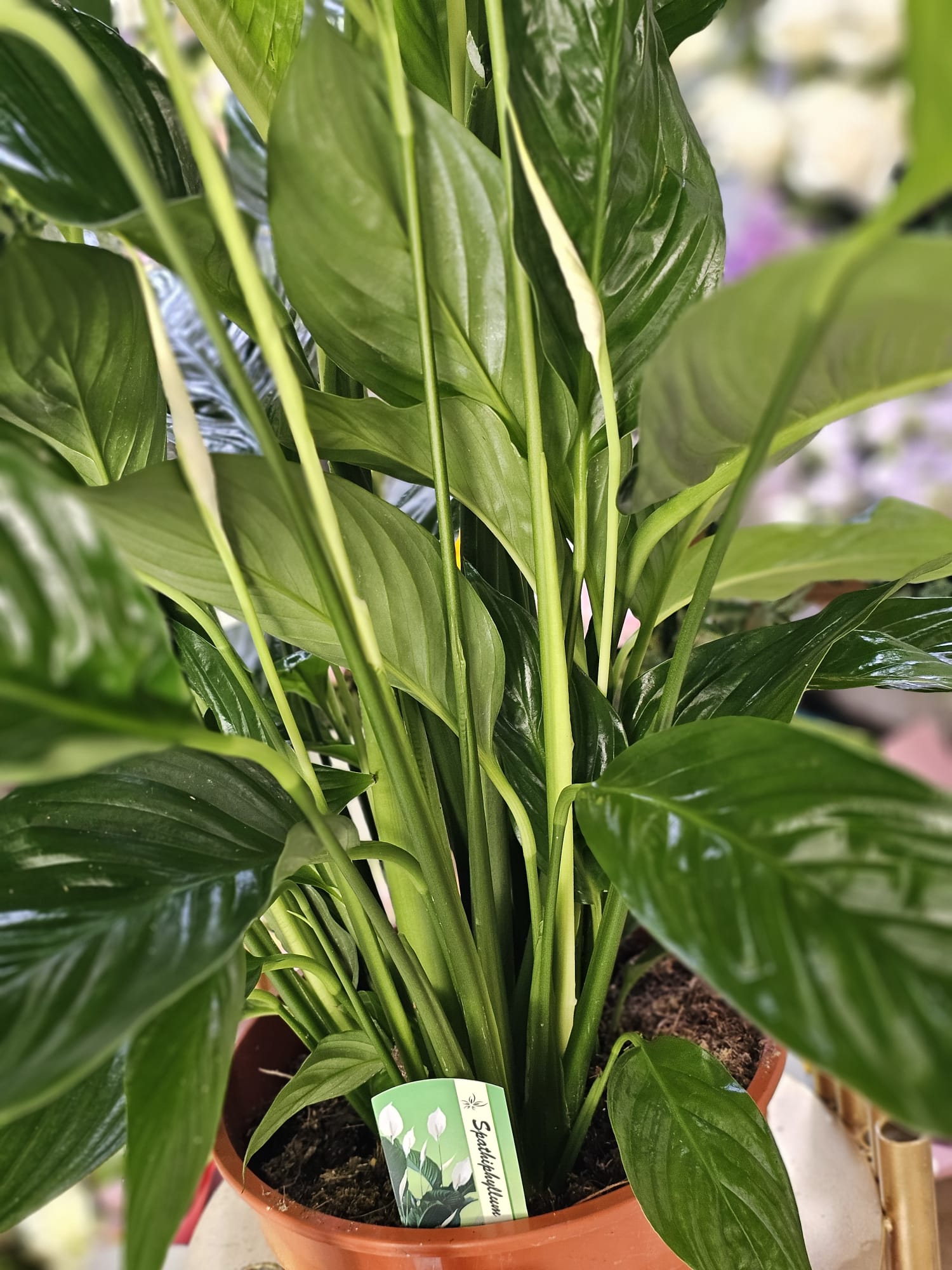 Meta Title SEO Spathiphyllum 110 cm | Crinul Păcii în Ghiveci | Plantă de Interior | Royal Flowers Constanța Meta Description Cumpără Spathiphyllum de 110 cm, o plantă de interior elegantă, cunoscută și ca Crinul Păcii. Ideală pentru casă sau birou, ușor de întreținut și apreciată pentru florile sale albe și frunzișul luxuriant. Livrare în Constanța prin Royal Flowers. H1 Spathiphyllum 110 cm – Crinul Păcii în Ghiveci O plantă elegantă care aduce prospețime și armonie în orice spațiu Spathiphyllum, cunoscut și sub numele de Crinul Păcii, este una dintre cele mai apreciate plante de interior datorită frunzelor sale verzi, lucioase și florilor albe elegante. Cu o înălțime impresionantă de aproximativ 110 cm, această plantă devine un punct de atracție în orice locuință, birou, recepție sau spațiu comercial. Pe lângă frumusețea sa naturală, Spathiphyllum este apreciat pentru faptul că este ușor de întreținut și contribuie la crearea unui mediu plăcut și relaxant. Aspectul său luxuriant îl face potrivit atât pentru decorurile moderne, cât și pentru cele clasice. Caracteristici Înălțime aproximativă: 110 cm (cu ghiveci) Plantă naturală de interior Frunze mari, verzi și lucioase Flori elegante de culoare albă Ghiveci inclus Potrivită pentru casă, birou și spații comerciale Plantă decorativă premium Îngrijire Spathiphyllum este o plantă rezistentă și ușor de întreținut. Lumină Preferă lumina indirectă sau semiumbra. Evită expunerea directă la razele puternice ale soarelui, care pot afecta frunzele. Udare Se udă moderat, atunci când stratul superior al solului începe să se usuce. Solul trebuie menținut ușor umed, fără exces de apă. Temperatură Temperatura ideală este între 18°C și 26°C. Planta trebuie ferită de curenții reci și de temperaturile scăzute. Umiditate Apreciază un nivel moderat spre ridicat de umiditate. Pulverizarea ocazională a frunzelor ajută la menținerea aspectului sănătos. Beneficiile Spathiphyllum ✔ Plantă decorativă cu aspect elegant ✔ Ușor de întreținut ✔ Înflorește de mai multe ori pe an în condiții optime ✔ Ideală pentru locuințe și birouri ✔ Creează o atmosferă calmă și relaxantă ✔ Potrivită pentru cadou O idee inspirată de cadou Spathiphyllum este o alegere excelentă pentru: Inaugurarea unei locuințe Cadou pentru birou Zi de naștere Onomastică Aniversare Cadou corporate Mulțumire sau apreciere Datorită simbolisticii sale, Crinul Păcii transmite mesaje de armonie, prosperitate și speranță. Royal Flowers Constanța La Royal Flowers Constanța, selectăm plante de interior sănătoase și viguroase, pregătite cu grijă pentru a ajunge în cele mai bune condiții la fiecare client. Pe lângă plante decorative, oferim buchete de flori, aranjamente florale, plante în ghiveci și cadouri premium pentru orice ocazie. Livrare în Constanța Comandă online de pe www.royalflowers.ro sau vizitează florăria noastră din Constanța. Oferim livrare rapidă în Constanța și împrejurimi, iar fiecare plantă este ambalată cu grijă pentru un transport în siguranță. URL recomandat https://www.royalflowers.ro/spathiphyllum-110-cm SEO Title alternativ Spathiphyllum 110 cm în Ghiveci | Crinul Păcii | Florărie Constanța Alt Text Imagine Spathiphyllum de 110 cm în ghiveci, cu frunze verzi lucioase și flori albe elegante, disponibil la Royal Flowers Constanța. Cuvinte cheie SEO spathiphyllum 110 cm, crinul păcii, spathiphyllum în ghiveci, plantă de interior, plante de apartament, plante verzi, plante decorative, plantă pentru birou, plantă pentru living, plante Constanța, florărie Constanța, plante în ghiveci Constanța, Royal Flowers Constanța, livrare plante Constanța, plante naturale, plante premium, cadou cu plante, plante decorative de interior.