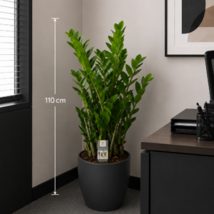 Meta Title SEO Zamioculcas 110 cm | Planta ZZ în Ghiveci | Plantă de Interior Premium | Royal Flowers Constanța Meta Description Descoperă Zamioculcas de 110 cm cu ghiveci inclus, o plantă de interior elegantă, rezistentă și ușor de întreținut. Ideală pentru casă, birou sau cadou. Livrare rapidă în Constanța prin Royal Flowers. H1 Zamioculcas 110 cm cu Ghiveci – Planta ZZ Eleganță naturală și întreținere minimă pentru orice interior Zamioculcas zamiifolia, cunoscută și sub denumirea de Planta ZZ, este una dintre cele mai apreciate plante de interior datorită aspectului său elegant, frunzișului verde intens și rezistenței remarcabile. Cu o înălțime de aproximativ 110 cm, inclusiv ghiveciul, această plantă adaugă un plus de stil și prospețime oricărui spațiu, fiind potrivită atât pentru locuințe, cât și pentru birouri, hoteluri, restaurante sau spații comerciale. Frunzele sale groase, lucioase și perfect simetrice oferă un aspect luxuriant pe tot parcursul anului, fără a necesita îngrijire complicată. Este alegerea ideală pentru persoanele care își doresc o plantă decorativă spectaculoasă și ușor de întreținut. Caracteristici Înălțime aproximativă: 110 cm (cu tot cu ghiveci) Plantă naturală de interior Ghiveci inclus Frunze verzi, lucioase și rezistente Aspect elegant și modern Creștere lentă și durată mare de viață Ideală pentru casă, birou sau spații comerciale Îngrijire Lumină Zamioculcas preferă lumina indirectă, dar se adaptează foarte bine și în încăperi cu lumină redusă. Evită expunerea prelungită la soarele direct. Udare Necesită udare moderată. Se recomandă udarea doar după ce substratul s-a uscat complet. Rizomii plantei stochează apă, ceea ce o face foarte rezistentă la perioadele de secetă. Temperatură Temperatura optimă este între 18°C și 26°C. Planta trebuie ferită de temperaturi sub 15°C și de curenții reci. Fertilizare În perioada de creștere (primăvara și vara), se recomandă fertilizarea o dată pe lună cu un îngrășământ pentru plante verzi. Beneficiile Zamioculcas ✔ Plantă extrem de ușor de întreținut ✔ Ideală pentru persoane ocupate sau începătoare ✔ Aspect elegant pe tot parcursul anului ✔ Potrivită pentru locuințe și birouri ✔ Rezistă foarte bine în spații cu lumină redusă ✔ Contribuie la crearea unui ambient plăcut și relaxant Simbolistica plantei În tradiția Feng Shui, Zamioculcas este asociată cu prosperitatea, stabilitatea și norocul financiar. Din acest motiv, este o alegere populară pentru birouri, spații comerciale și cadouri oferite la inaugurarea unei locuințe sau a unei afaceri. Un cadou inspirat pentru orice ocazie Zamioculcas este un cadou elegant și practic pentru: Casă nouă Inaugurarea unui birou Cadou corporate Zi de naștere Onomastică Aniversare Mulțumire Evenimente speciale Royal Flowers Constanța La Royal Flowers Constanța, selectăm cu grijă fiecare plantă pentru a oferi clienților produse sănătoase, viguroase și de cea mai bună calitate. În florăria noastră găsești plante de interior, plante decorative, buchete premium și aranjamente florale pentru orice ocazie. Livrare în Constanța Comandă online pe www.royalflowers.ro sau vizitează florăria noastră din Constanța. Oferim livrare rapidă în Constanța și împrejurimi, iar fiecare plantă este ambalată cu grijă pentru a ajunge în condiții excelente. URL recomandat https://www.royalflowers.ro/zamioculcas-110-cm SEO Title alternativ Zamioculcas 110 cm cu Ghiveci | Planta ZZ | Florărie Constanța Alt Text Imagine Zamioculcas de 110 cm cu ghiveci inclus, plantă de interior cu frunze verzi lucioase, disponibilă la Royal Flowers Constanța. Cuvinte cheie SEO zamioculcas 110 cm, zamioculcas cu ghiveci, planta ZZ, zamioculcas în ghiveci, plantă de interior, plante de apartament, plante verzi, plante decorative, plantă pentru birou, plante Constanța, florărie Constanța, plante în ghiveci Constanța, Royal Flowers Constanța, livrare plante Constanța, plante premium, cadou cu plante, plantă Feng Shui, plantă norocoasă, plantă rezistentă, plante naturale.