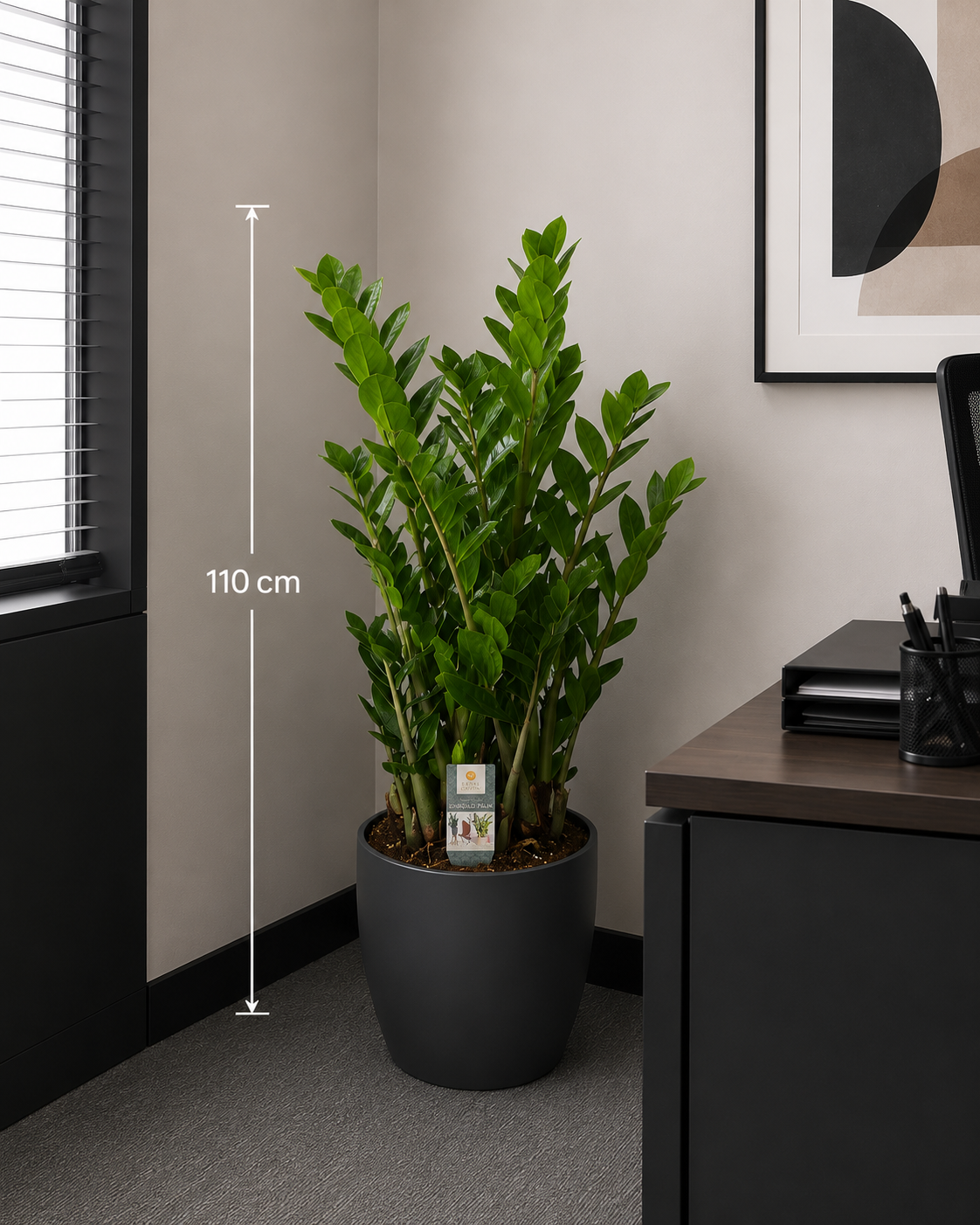Meta Title SEO Zamioculcas 110 cm | Planta ZZ în Ghiveci | Plantă de Interior Premium | Royal Flowers Constanța Meta Description Descoperă Zamioculcas de 110 cm cu ghiveci inclus, o plantă de interior elegantă, rezistentă și ușor de întreținut. Ideală pentru casă, birou sau cadou. Livrare rapidă în Constanța prin Royal Flowers. H1 Zamioculcas 110 cm cu Ghiveci – Planta ZZ Eleganță naturală și întreținere minimă pentru orice interior Zamioculcas zamiifolia, cunoscută și sub denumirea de Planta ZZ, este una dintre cele mai apreciate plante de interior datorită aspectului său elegant, frunzișului verde intens și rezistenței remarcabile. Cu o înălțime de aproximativ 110 cm, inclusiv ghiveciul, această plantă adaugă un plus de stil și prospețime oricărui spațiu, fiind potrivită atât pentru locuințe, cât și pentru birouri, hoteluri, restaurante sau spații comerciale. Frunzele sale groase, lucioase și perfect simetrice oferă un aspect luxuriant pe tot parcursul anului, fără a necesita îngrijire complicată. Este alegerea ideală pentru persoanele care își doresc o plantă decorativă spectaculoasă și ușor de întreținut. Caracteristici Înălțime aproximativă: 110 cm (cu tot cu ghiveci) Plantă naturală de interior Ghiveci inclus Frunze verzi, lucioase și rezistente Aspect elegant și modern Creștere lentă și durată mare de viață Ideală pentru casă, birou sau spații comerciale Îngrijire Lumină Zamioculcas preferă lumina indirectă, dar se adaptează foarte bine și în încăperi cu lumină redusă. Evită expunerea prelungită la soarele direct. Udare Necesită udare moderată. Se recomandă udarea doar după ce substratul s-a uscat complet. Rizomii plantei stochează apă, ceea ce o face foarte rezistentă la perioadele de secetă. Temperatură Temperatura optimă este între 18°C și 26°C. Planta trebuie ferită de temperaturi sub 15°C și de curenții reci. Fertilizare În perioada de creștere (primăvara și vara), se recomandă fertilizarea o dată pe lună cu un îngrășământ pentru plante verzi. Beneficiile Zamioculcas ✔ Plantă extrem de ușor de întreținut ✔ Ideală pentru persoane ocupate sau începătoare ✔ Aspect elegant pe tot parcursul anului ✔ Potrivită pentru locuințe și birouri ✔ Rezistă foarte bine în spații cu lumină redusă ✔ Contribuie la crearea unui ambient plăcut și relaxant Simbolistica plantei În tradiția Feng Shui, Zamioculcas este asociată cu prosperitatea, stabilitatea și norocul financiar. Din acest motiv, este o alegere populară pentru birouri, spații comerciale și cadouri oferite la inaugurarea unei locuințe sau a unei afaceri. Un cadou inspirat pentru orice ocazie Zamioculcas este un cadou elegant și practic pentru: Casă nouă Inaugurarea unui birou Cadou corporate Zi de naștere Onomastică Aniversare Mulțumire Evenimente speciale Royal Flowers Constanța La Royal Flowers Constanța, selectăm cu grijă fiecare plantă pentru a oferi clienților produse sănătoase, viguroase și de cea mai bună calitate. În florăria noastră găsești plante de interior, plante decorative, buchete premium și aranjamente florale pentru orice ocazie. Livrare în Constanța Comandă online pe www.royalflowers.ro sau vizitează florăria noastră din Constanța. Oferim livrare rapidă în Constanța și împrejurimi, iar fiecare plantă este ambalată cu grijă pentru a ajunge în condiții excelente. URL recomandat https://www.royalflowers.ro/zamioculcas-110-cm SEO Title alternativ Zamioculcas 110 cm cu Ghiveci | Planta ZZ | Florărie Constanța Alt Text Imagine Zamioculcas de 110 cm cu ghiveci inclus, plantă de interior cu frunze verzi lucioase, disponibilă la Royal Flowers Constanța. Cuvinte cheie SEO zamioculcas 110 cm, zamioculcas cu ghiveci, planta ZZ, zamioculcas în ghiveci, plantă de interior, plante de apartament, plante verzi, plante decorative, plantă pentru birou, plante Constanța, florărie Constanța, plante în ghiveci Constanța, Royal Flowers Constanța, livrare plante Constanța, plante premium, cadou cu plante, plantă Feng Shui, plantă norocoasă, plantă rezistentă, plante naturale.