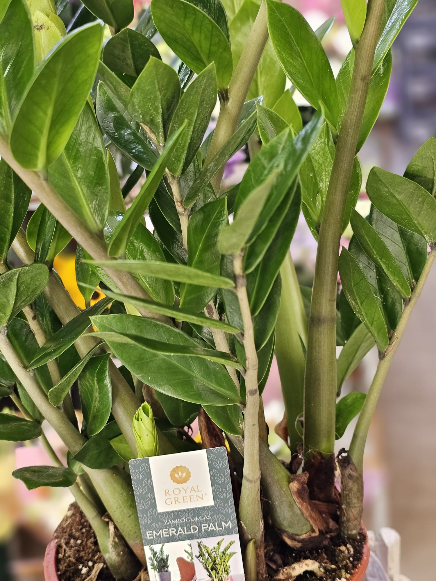 Meta Title SEO Zamioculcas 110 cm | Planta ZZ în Ghiveci | Plantă de Interior Premium | Royal Flowers Constanța Meta Description Descoperă Zamioculcas de 110 cm cu ghiveci inclus, o plantă de interior elegantă, rezistentă și ușor de întreținut. Ideală pentru casă, birou sau cadou. Livrare rapidă în Constanța prin Royal Flowers. H1 Zamioculcas 110 cm cu Ghiveci – Planta ZZ Eleganță naturală și întreținere minimă pentru orice interior Zamioculcas zamiifolia, cunoscută și sub denumirea de Planta ZZ, este una dintre cele mai apreciate plante de interior datorită aspectului său elegant, frunzișului verde intens și rezistenței remarcabile. Cu o înălțime de aproximativ 110 cm, inclusiv ghiveciul, această plantă adaugă un plus de stil și prospețime oricărui spațiu, fiind potrivită atât pentru locuințe, cât și pentru birouri, hoteluri, restaurante sau spații comerciale. Frunzele sale groase, lucioase și perfect simetrice oferă un aspect luxuriant pe tot parcursul anului, fără a necesita îngrijire complicată. Este alegerea ideală pentru persoanele care își doresc o plantă decorativă spectaculoasă și ușor de întreținut. Caracteristici Înălțime aproximativă: 110 cm (cu tot cu ghiveci) Plantă naturală de interior Ghiveci inclus Frunze verzi, lucioase și rezistente Aspect elegant și modern Creștere lentă și durată mare de viață Ideală pentru casă, birou sau spații comerciale Îngrijire Lumină Zamioculcas preferă lumina indirectă, dar se adaptează foarte bine și în încăperi cu lumină redusă. Evită expunerea prelungită la soarele direct. Udare Necesită udare moderată. Se recomandă udarea doar după ce substratul s-a uscat complet. Rizomii plantei stochează apă, ceea ce o face foarte rezistentă la perioadele de secetă. Temperatură Temperatura optimă este între 18°C și 26°C. Planta trebuie ferită de temperaturi sub 15°C și de curenții reci. Fertilizare În perioada de creștere (primăvara și vara), se recomandă fertilizarea o dată pe lună cu un îngrășământ pentru plante verzi. Beneficiile Zamioculcas ✔ Plantă extrem de ușor de întreținut ✔ Ideală pentru persoane ocupate sau începătoare ✔ Aspect elegant pe tot parcursul anului ✔ Potrivită pentru locuințe și birouri ✔ Rezistă foarte bine în spații cu lumină redusă ✔ Contribuie la crearea unui ambient plăcut și relaxant Simbolistica plantei În tradiția Feng Shui, Zamioculcas este asociată cu prosperitatea, stabilitatea și norocul financiar. Din acest motiv, este o alegere populară pentru birouri, spații comerciale și cadouri oferite la inaugurarea unei locuințe sau a unei afaceri. Un cadou inspirat pentru orice ocazie Zamioculcas este un cadou elegant și practic pentru: Casă nouă Inaugurarea unui birou Cadou corporate Zi de naștere Onomastică Aniversare Mulțumire Evenimente speciale Royal Flowers Constanța La Royal Flowers Constanța, selectăm cu grijă fiecare plantă pentru a oferi clienților produse sănătoase, viguroase și de cea mai bună calitate. În florăria noastră găsești plante de interior, plante decorative, buchete premium și aranjamente florale pentru orice ocazie. Livrare în Constanța Comandă online pe www.royalflowers.ro sau vizitează florăria noastră din Constanța. Oferim livrare rapidă în Constanța și împrejurimi, iar fiecare plantă este ambalată cu grijă pentru a ajunge în condiții excelente. URL recomandat https://www.royalflowers.ro/zamioculcas-110-cm SEO Title alternativ Zamioculcas 110 cm cu Ghiveci | Planta ZZ | Florărie Constanța Alt Text Imagine Zamioculcas de 110 cm cu ghiveci inclus, plantă de interior cu frunze verzi lucioase, disponibilă la Royal Flowers Constanța. Cuvinte cheie SEO zamioculcas 110 cm, zamioculcas cu ghiveci, planta ZZ, zamioculcas în ghiveci, plantă de interior, plante de apartament, plante verzi, plante decorative, plantă pentru birou, plante Constanța, florărie Constanța, plante în ghiveci Constanța, Royal Flowers Constanța, livrare plante Constanța, plante premium, cadou cu plante, plantă Feng Shui, plantă norocoasă, plantă rezistentă, plante naturale.