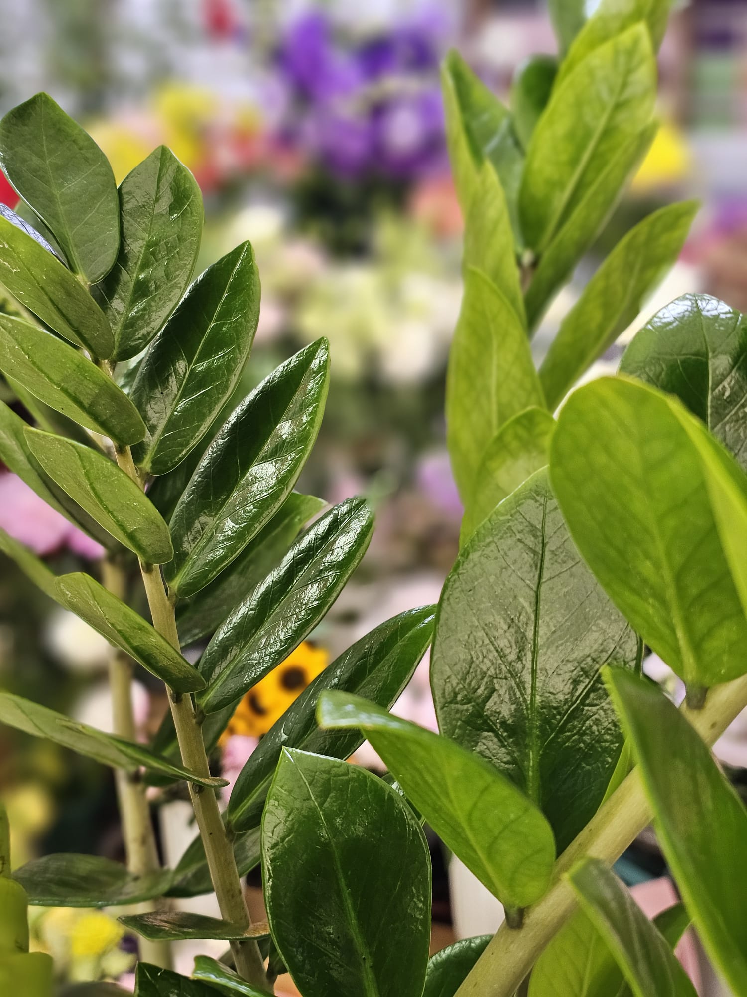 Meta Title SEO Zamioculcas 110 cm | Planta ZZ în Ghiveci | Plantă de Interior Premium | Royal Flowers Constanța Meta Description Descoperă Zamioculcas de 110 cm cu ghiveci inclus, o plantă de interior elegantă, rezistentă și ușor de întreținut. Ideală pentru casă, birou sau cadou. Livrare rapidă în Constanța prin Royal Flowers. H1 Zamioculcas 110 cm cu Ghiveci – Planta ZZ Eleganță naturală și întreținere minimă pentru orice interior Zamioculcas zamiifolia, cunoscută și sub denumirea de Planta ZZ, este una dintre cele mai apreciate plante de interior datorită aspectului său elegant, frunzișului verde intens și rezistenței remarcabile. Cu o înălțime de aproximativ 110 cm, inclusiv ghiveciul, această plantă adaugă un plus de stil și prospețime oricărui spațiu, fiind potrivită atât pentru locuințe, cât și pentru birouri, hoteluri, restaurante sau spații comerciale. Frunzele sale groase, lucioase și perfect simetrice oferă un aspect luxuriant pe tot parcursul anului, fără a necesita îngrijire complicată. Este alegerea ideală pentru persoanele care își doresc o plantă decorativă spectaculoasă și ușor de întreținut. Caracteristici Înălțime aproximativă: 110 cm (cu tot cu ghiveci) Plantă naturală de interior Ghiveci inclus Frunze verzi, lucioase și rezistente Aspect elegant și modern Creștere lentă și durată mare de viață Ideală pentru casă, birou sau spații comerciale Îngrijire Lumină Zamioculcas preferă lumina indirectă, dar se adaptează foarte bine și în încăperi cu lumină redusă. Evită expunerea prelungită la soarele direct. Udare Necesită udare moderată. Se recomandă udarea doar după ce substratul s-a uscat complet. Rizomii plantei stochează apă, ceea ce o face foarte rezistentă la perioadele de secetă. Temperatură Temperatura optimă este între 18°C și 26°C. Planta trebuie ferită de temperaturi sub 15°C și de curenții reci. Fertilizare În perioada de creștere (primăvara și vara), se recomandă fertilizarea o dată pe lună cu un îngrășământ pentru plante verzi. Beneficiile Zamioculcas ✔ Plantă extrem de ușor de întreținut ✔ Ideală pentru persoane ocupate sau începătoare ✔ Aspect elegant pe tot parcursul anului ✔ Potrivită pentru locuințe și birouri ✔ Rezistă foarte bine în spații cu lumină redusă ✔ Contribuie la crearea unui ambient plăcut și relaxant Simbolistica plantei În tradiția Feng Shui, Zamioculcas este asociată cu prosperitatea, stabilitatea și norocul financiar. Din acest motiv, este o alegere populară pentru birouri, spații comerciale și cadouri oferite la inaugurarea unei locuințe sau a unei afaceri. Un cadou inspirat pentru orice ocazie Zamioculcas este un cadou elegant și practic pentru: Casă nouă Inaugurarea unui birou Cadou corporate Zi de naștere Onomastică Aniversare Mulțumire Evenimente speciale Royal Flowers Constanța La Royal Flowers Constanța, selectăm cu grijă fiecare plantă pentru a oferi clienților produse sănătoase, viguroase și de cea mai bună calitate. În florăria noastră găsești plante de interior, plante decorative, buchete premium și aranjamente florale pentru orice ocazie. Livrare în Constanța Comandă online pe www.royalflowers.ro sau vizitează florăria noastră din Constanța. Oferim livrare rapidă în Constanța și împrejurimi, iar fiecare plantă este ambalată cu grijă pentru a ajunge în condiții excelente. URL recomandat https://www.royalflowers.ro/zamioculcas-110-cm SEO Title alternativ Zamioculcas 110 cm cu Ghiveci | Planta ZZ | Florărie Constanța Alt Text Imagine Zamioculcas de 110 cm cu ghiveci inclus, plantă de interior cu frunze verzi lucioase, disponibilă la Royal Flowers Constanța. Cuvinte cheie SEO zamioculcas 110 cm, zamioculcas cu ghiveci, planta ZZ, zamioculcas în ghiveci, plantă de interior, plante de apartament, plante verzi, plante decorative, plantă pentru birou, plante Constanța, florărie Constanța, plante în ghiveci Constanța, Royal Flowers Constanța, livrare plante Constanța, plante premium, cadou cu plante, plantă Feng Shui, plantă norocoasă, plantă rezistentă, plante naturale.