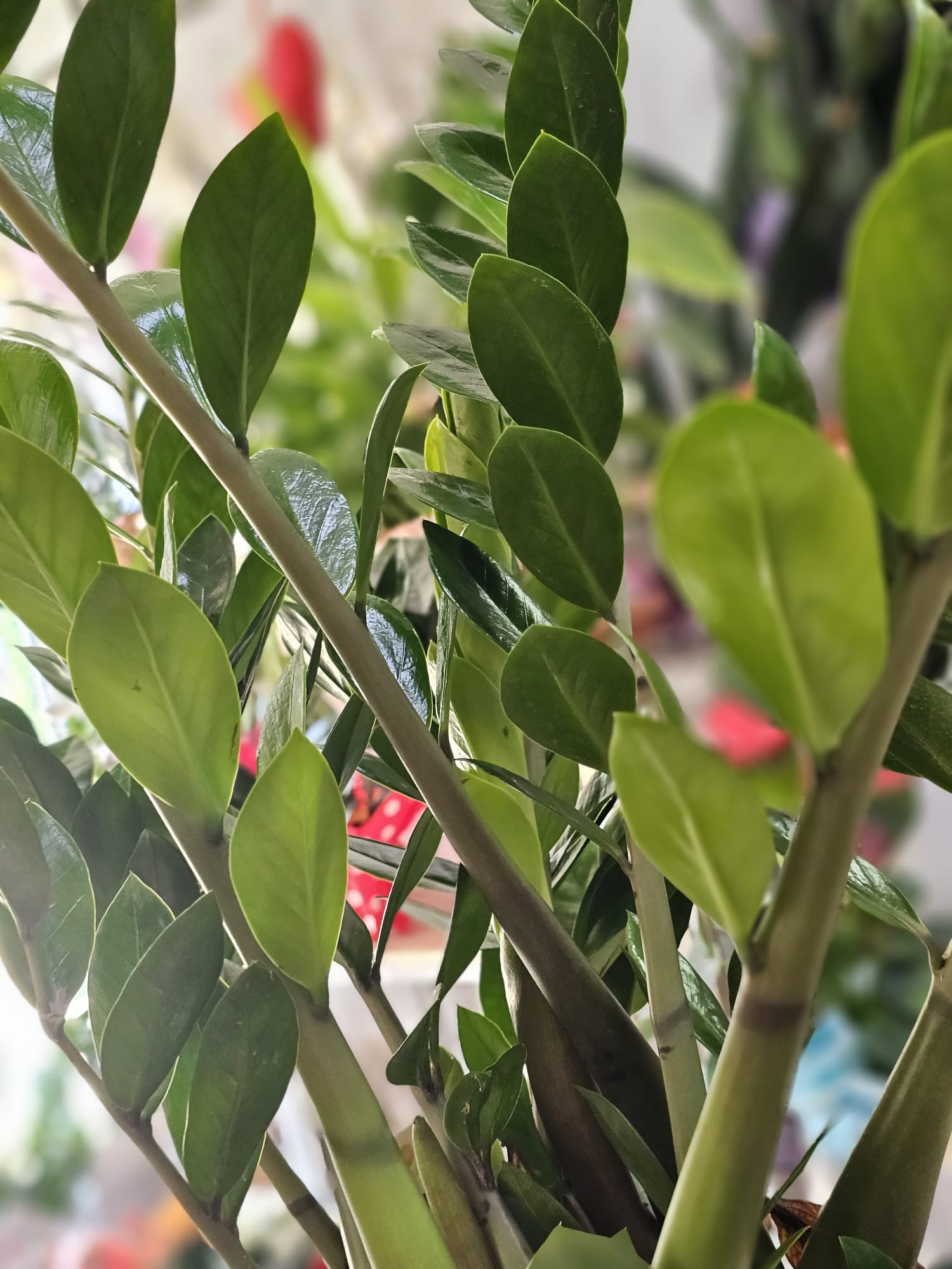 Meta Title SEO Zamioculcas 110 cm | Planta ZZ în Ghiveci | Plantă de Interior Premium | Royal Flowers Constanța Meta Description Descoperă Zamioculcas de 110 cm cu ghiveci inclus, o plantă de interior elegantă, rezistentă și ușor de întreținut. Ideală pentru casă, birou sau cadou. Livrare rapidă în Constanța prin Royal Flowers. H1 Zamioculcas 110 cm cu Ghiveci – Planta ZZ Eleganță naturală și întreținere minimă pentru orice interior Zamioculcas zamiifolia, cunoscută și sub denumirea de Planta ZZ, este una dintre cele mai apreciate plante de interior datorită aspectului său elegant, frunzișului verde intens și rezistenței remarcabile. Cu o înălțime de aproximativ 110 cm, inclusiv ghiveciul, această plantă adaugă un plus de stil și prospețime oricărui spațiu, fiind potrivită atât pentru locuințe, cât și pentru birouri, hoteluri, restaurante sau spații comerciale. Frunzele sale groase, lucioase și perfect simetrice oferă un aspect luxuriant pe tot parcursul anului, fără a necesita îngrijire complicată. Este alegerea ideală pentru persoanele care își doresc o plantă decorativă spectaculoasă și ușor de întreținut. Caracteristici Înălțime aproximativă: 110 cm (cu tot cu ghiveci) Plantă naturală de interior Ghiveci inclus Frunze verzi, lucioase și rezistente Aspect elegant și modern Creștere lentă și durată mare de viață Ideală pentru casă, birou sau spații comerciale Îngrijire Lumină Zamioculcas preferă lumina indirectă, dar se adaptează foarte bine și în încăperi cu lumină redusă. Evită expunerea prelungită la soarele direct. Udare Necesită udare moderată. Se recomandă udarea doar după ce substratul s-a uscat complet. Rizomii plantei stochează apă, ceea ce o face foarte rezistentă la perioadele de secetă. Temperatură Temperatura optimă este între 18°C și 26°C. Planta trebuie ferită de temperaturi sub 15°C și de curenții reci. Fertilizare În perioada de creștere (primăvara și vara), se recomandă fertilizarea o dată pe lună cu un îngrășământ pentru plante verzi. Beneficiile Zamioculcas ✔ Plantă extrem de ușor de întreținut ✔ Ideală pentru persoane ocupate sau începătoare ✔ Aspect elegant pe tot parcursul anului ✔ Potrivită pentru locuințe și birouri ✔ Rezistă foarte bine în spații cu lumină redusă ✔ Contribuie la crearea unui ambient plăcut și relaxant Simbolistica plantei În tradiția Feng Shui, Zamioculcas este asociată cu prosperitatea, stabilitatea și norocul financiar. Din acest motiv, este o alegere populară pentru birouri, spații comerciale și cadouri oferite la inaugurarea unei locuințe sau a unei afaceri. Un cadou inspirat pentru orice ocazie Zamioculcas este un cadou elegant și practic pentru: Casă nouă Inaugurarea unui birou Cadou corporate Zi de naștere Onomastică Aniversare Mulțumire Evenimente speciale Royal Flowers Constanța La Royal Flowers Constanța, selectăm cu grijă fiecare plantă pentru a oferi clienților produse sănătoase, viguroase și de cea mai bună calitate. În florăria noastră găsești plante de interior, plante decorative, buchete premium și aranjamente florale pentru orice ocazie. Livrare în Constanța Comandă online pe www.royalflowers.ro sau vizitează florăria noastră din Constanța. Oferim livrare rapidă în Constanța și împrejurimi, iar fiecare plantă este ambalată cu grijă pentru a ajunge în condiții excelente. URL recomandat https://www.royalflowers.ro/zamioculcas-110-cm SEO Title alternativ Zamioculcas 110 cm cu Ghiveci | Planta ZZ | Florărie Constanța Alt Text Imagine Zamioculcas de 110 cm cu ghiveci inclus, plantă de interior cu frunze verzi lucioase, disponibilă la Royal Flowers Constanța. Cuvinte cheie SEO zamioculcas 110 cm, zamioculcas cu ghiveci, planta ZZ, zamioculcas în ghiveci, plantă de interior, plante de apartament, plante verzi, plante decorative, plantă pentru birou, plante Constanța, florărie Constanța, plante în ghiveci Constanța, Royal Flowers Constanța, livrare plante Constanța, plante premium, cadou cu plante, plantă Feng Shui, plantă norocoasă, plantă rezistentă, plante naturale.