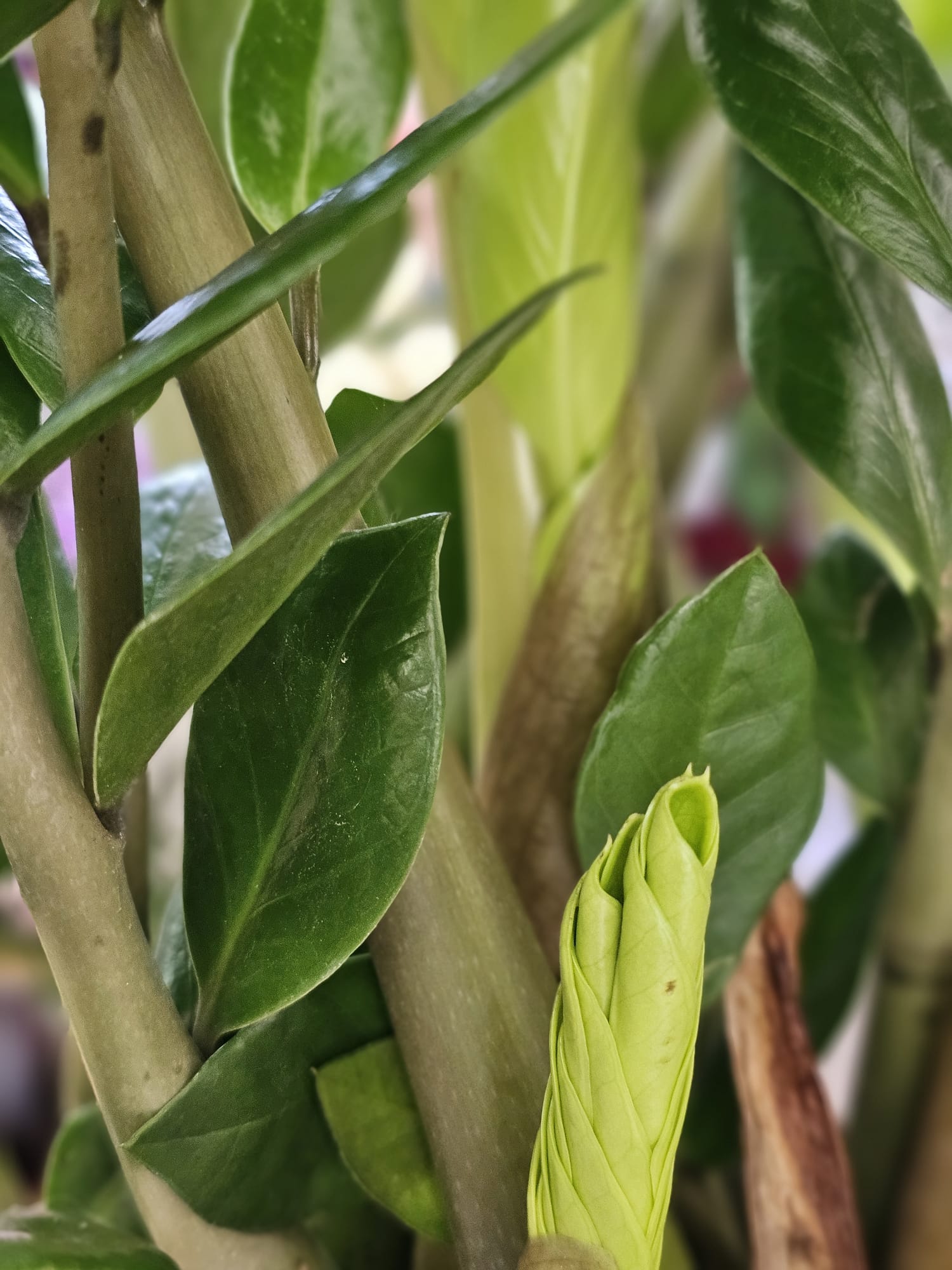 Meta Title SEO Zamioculcas 110 cm | Planta ZZ în Ghiveci | Plantă de Interior Premium | Royal Flowers Constanța Meta Description Descoperă Zamioculcas de 110 cm cu ghiveci inclus, o plantă de interior elegantă, rezistentă și ușor de întreținut. Ideală pentru casă, birou sau cadou. Livrare rapidă în Constanța prin Royal Flowers. H1 Zamioculcas 110 cm cu Ghiveci – Planta ZZ Eleganță naturală și întreținere minimă pentru orice interior Zamioculcas zamiifolia, cunoscută și sub denumirea de Planta ZZ, este una dintre cele mai apreciate plante de interior datorită aspectului său elegant, frunzișului verde intens și rezistenței remarcabile. Cu o înălțime de aproximativ 110 cm, inclusiv ghiveciul, această plantă adaugă un plus de stil și prospețime oricărui spațiu, fiind potrivită atât pentru locuințe, cât și pentru birouri, hoteluri, restaurante sau spații comerciale. Frunzele sale groase, lucioase și perfect simetrice oferă un aspect luxuriant pe tot parcursul anului, fără a necesita îngrijire complicată. Este alegerea ideală pentru persoanele care își doresc o plantă decorativă spectaculoasă și ușor de întreținut. Caracteristici Înălțime aproximativă: 110 cm (cu tot cu ghiveci) Plantă naturală de interior Ghiveci inclus Frunze verzi, lucioase și rezistente Aspect elegant și modern Creștere lentă și durată mare de viață Ideală pentru casă, birou sau spații comerciale Îngrijire Lumină Zamioculcas preferă lumina indirectă, dar se adaptează foarte bine și în încăperi cu lumină redusă. Evită expunerea prelungită la soarele direct. Udare Necesită udare moderată. Se recomandă udarea doar după ce substratul s-a uscat complet. Rizomii plantei stochează apă, ceea ce o face foarte rezistentă la perioadele de secetă. Temperatură Temperatura optimă este între 18°C și 26°C. Planta trebuie ferită de temperaturi sub 15°C și de curenții reci. Fertilizare În perioada de creștere (primăvara și vara), se recomandă fertilizarea o dată pe lună cu un îngrășământ pentru plante verzi. Beneficiile Zamioculcas ✔ Plantă extrem de ușor de întreținut ✔ Ideală pentru persoane ocupate sau începătoare ✔ Aspect elegant pe tot parcursul anului ✔ Potrivită pentru locuințe și birouri ✔ Rezistă foarte bine în spații cu lumină redusă ✔ Contribuie la crearea unui ambient plăcut și relaxant Simbolistica plantei În tradiția Feng Shui, Zamioculcas este asociată cu prosperitatea, stabilitatea și norocul financiar. Din acest motiv, este o alegere populară pentru birouri, spații comerciale și cadouri oferite la inaugurarea unei locuințe sau a unei afaceri. Un cadou inspirat pentru orice ocazie Zamioculcas este un cadou elegant și practic pentru: Casă nouă Inaugurarea unui birou Cadou corporate Zi de naștere Onomastică Aniversare Mulțumire Evenimente speciale Royal Flowers Constanța La Royal Flowers Constanța, selectăm cu grijă fiecare plantă pentru a oferi clienților produse sănătoase, viguroase și de cea mai bună calitate. În florăria noastră găsești plante de interior, plante decorative, buchete premium și aranjamente florale pentru orice ocazie. Livrare în Constanța Comandă online pe www.royalflowers.ro sau vizitează florăria noastră din Constanța. Oferim livrare rapidă în Constanța și împrejurimi, iar fiecare plantă este ambalată cu grijă pentru a ajunge în condiții excelente. URL recomandat https://www.royalflowers.ro/zamioculcas-110-cm SEO Title alternativ Zamioculcas 110 cm cu Ghiveci | Planta ZZ | Florărie Constanța Alt Text Imagine Zamioculcas de 110 cm cu ghiveci inclus, plantă de interior cu frunze verzi lucioase, disponibilă la Royal Flowers Constanța. Cuvinte cheie SEO zamioculcas 110 cm, zamioculcas cu ghiveci, planta ZZ, zamioculcas în ghiveci, plantă de interior, plante de apartament, plante verzi, plante decorative, plantă pentru birou, plante Constanța, florărie Constanța, plante în ghiveci Constanța, Royal Flowers Constanța, livrare plante Constanța, plante premium, cadou cu plante, plantă Feng Shui, plantă norocoasă, plantă rezistentă, plante naturale.